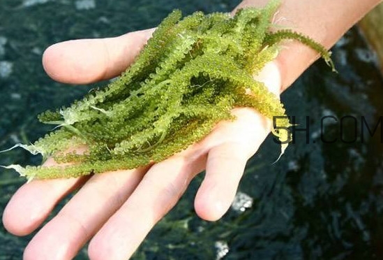 海葡萄都有哪些吃法,海葡萄怎么吃?