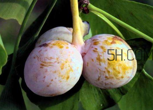 银杏果怎么泡酒喝,银杏果怎么泡酒?