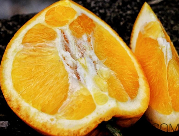 褚橙的种植技术,褚橙种植基地