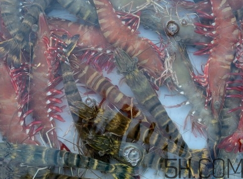 冷冻海虾怎么解冻,冰冻虾如何解冻 冷冻海虾怎么解冻,冰冻虾如何解冻