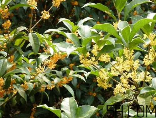 黄桂花和白桂花的区别,红桂花和黄桂花区别