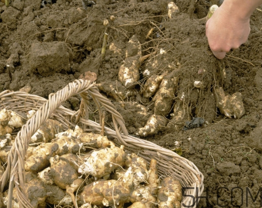 洋姜怎么保存时间长,洋姜怎么保存新鲜