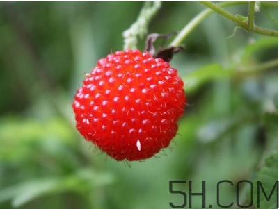 覆盆子和桑葚哪个好吃?,桑葚和覆盆子区别