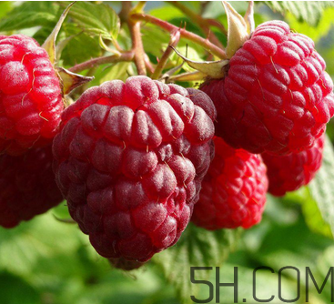 覆盆子的营养价值和功效,覆盆子的营养价值和食用功效