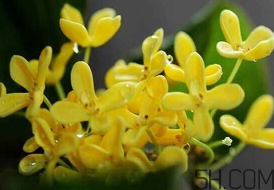 桂花怎么保存比较好,干桂花保存多久