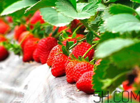 奶油草莓怎么区分,奶油草莓和草莓的区别