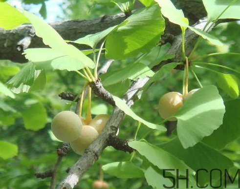 白果怎么挑选,白果什么样