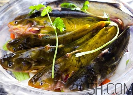 黄骨鱼和什么鱼一起养,黄骨鱼是什么样子的