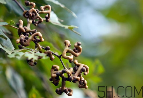 什么是万寿果,万寿果的用途