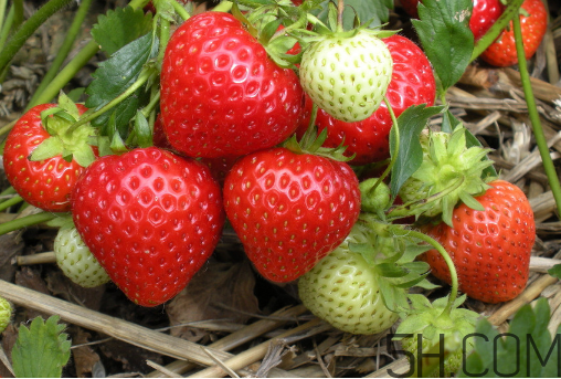 草莓有很多农药残留,草莓残留的农药多吗