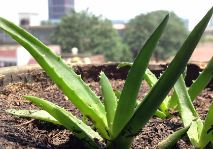 芦荟泡酒的制作方法,鲜芦荟泡酒的制作方法