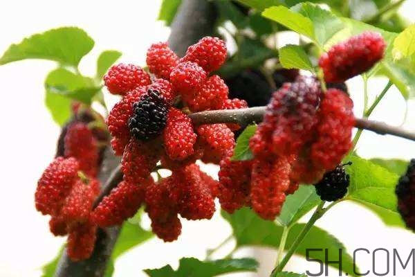 拐枣配什么药材泡酒好,拐枣泡酒最佳配方