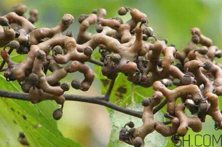 拐枣泡酒的副作用,拐枣泡酒的功效和副作用