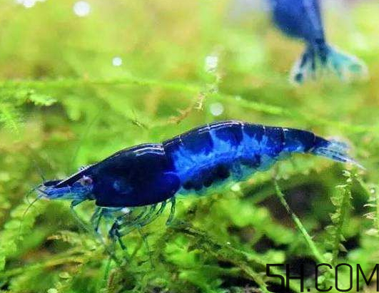 罗氏虾蓝色可以吃吗,虾是蓝色的能吃吗