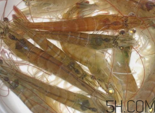 河虾怎么养才能养活,河虾怎么养殖方法