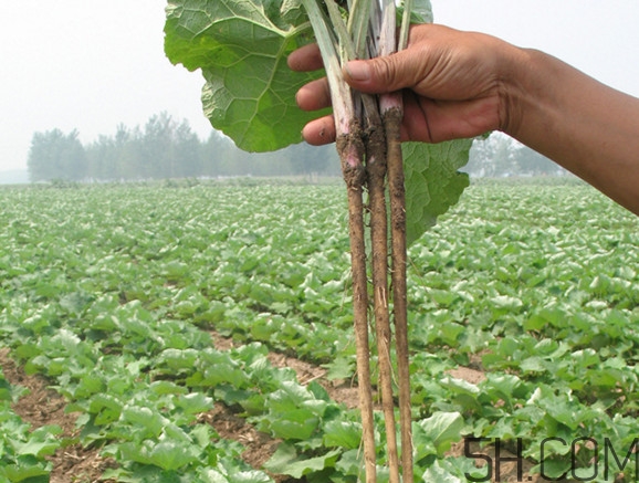女性喝牛蒡茶有什么好处,女性喝牛蒡茶有什么好处和坏处