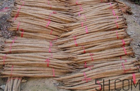 牛蒡茶什么时候喝最好?,牛蒡茶什么时候喝最好?牛蒡茶的饮用方法