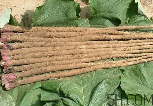 牛蒡和山药有什么区别图片,牛蒡有什么功效和作用