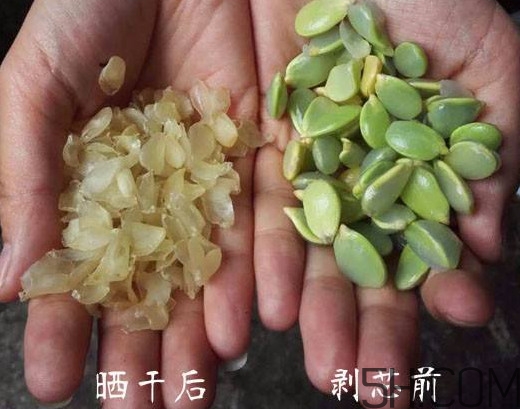 皂角米什么地方产的好?,皂角米什么地方产最好 皂角米什么地方产的好?,皂角米什么地方产最好