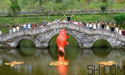 荷包红鲤鱼好养吗,荷包锦鲤如何喂养 荷包红鲤鱼好养吗,荷包锦鲤如何喂养