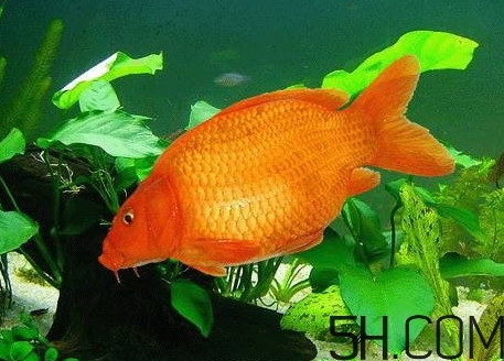 荷包红鲤鱼能吃吗,荷包鲤鱼好吃吗