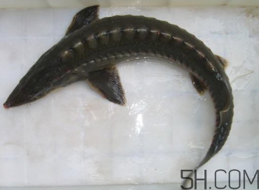 吃中华鲟犯法吗?,吃中华鲟犯法吗要坐牢判几年