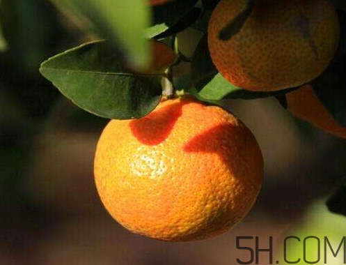 沙糖桔什么时候成熟上市,沙糖桔什么时候成熟?