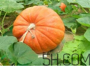 窝瓜和南瓜的区别图片,窝瓜和南瓜的区别的做法