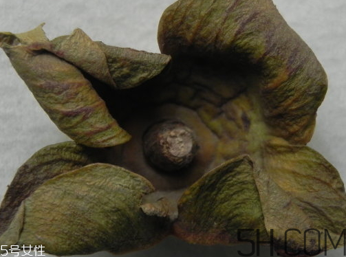 柿蒂的食用方法,柿蒂功效和作用及食用方法