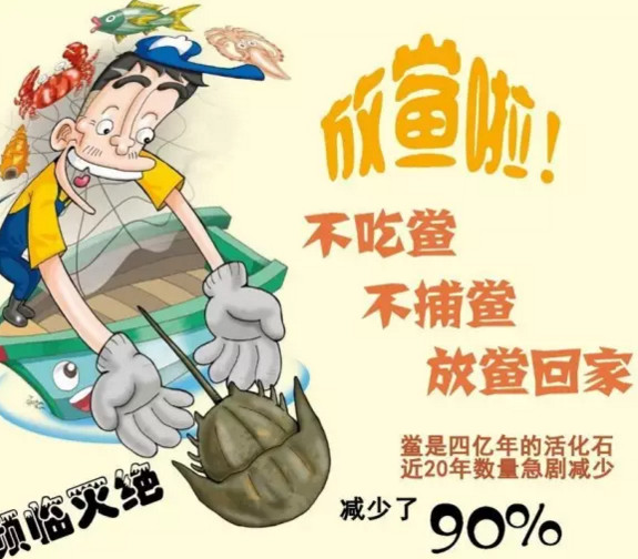 鲎的寿命最多少长,中华鲎寿命