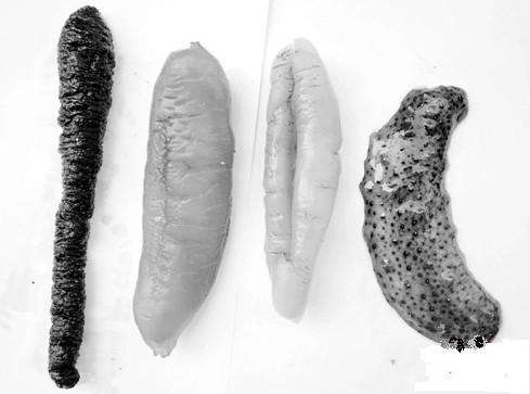 我买的海参为什么没有刺,买的海参怎么没有刺 我买的海参为什么没有刺,买的海参怎么没有刺