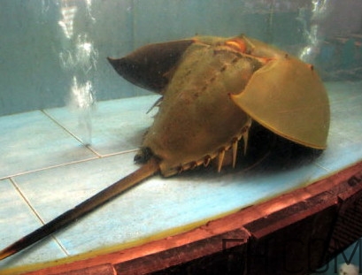 马蹄蟹能吃吗,吃螃蟹能吃马蹄吗