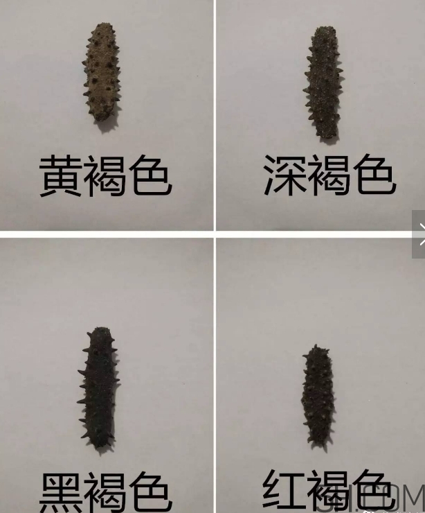 颜色发白的海参,海参变白色是怎么回事