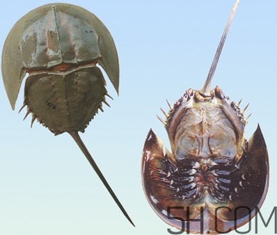 中华鲎的血是什么颜色的,中华鲎的血液为什么是蓝色的