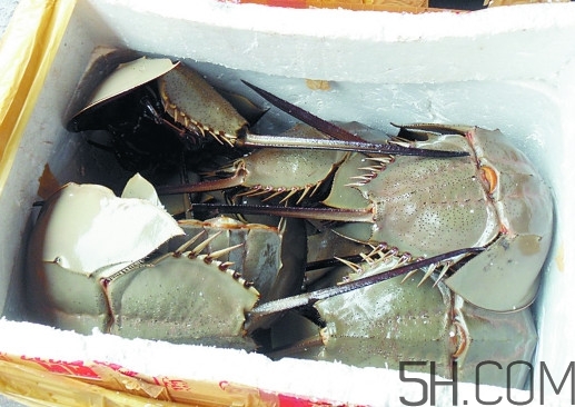 中华鲎有什么药用价值,中华鲎的药用价值