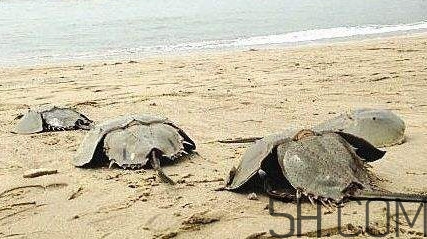 鲎怎么读,活化石中华鲎怎么读