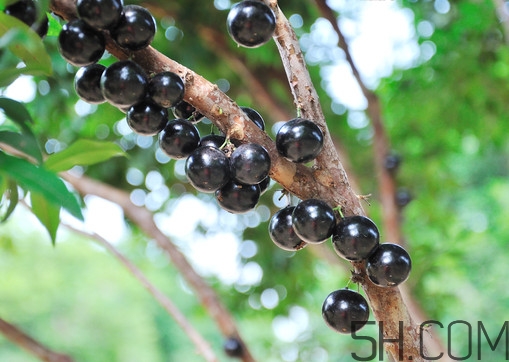 葡萄树几年挂果,树葡萄几年可以挂果 葡萄树几年挂果,树葡萄几年可以挂果