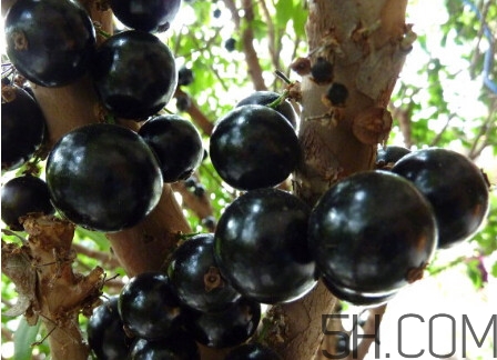 树葡萄哪个品种最好,树葡萄的功效和作用