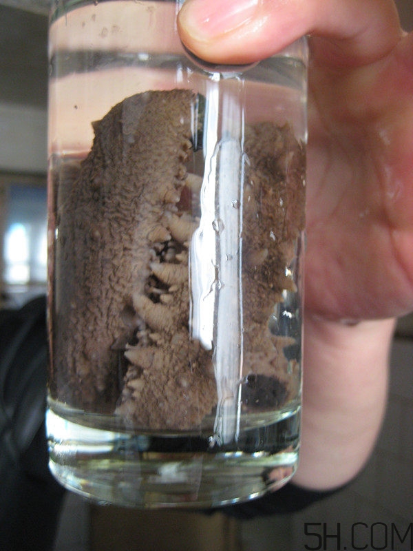 蘑菇海参汤的家常做法,蘑菇海参汤的做法