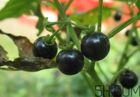 吃龙葵果有什么好处,生吃龙葵果有什么好处