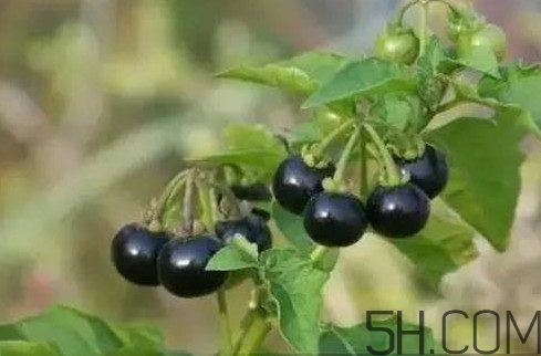 龙葵果是黑枸杞吗,黑枸杞和龙葵果有什么区别