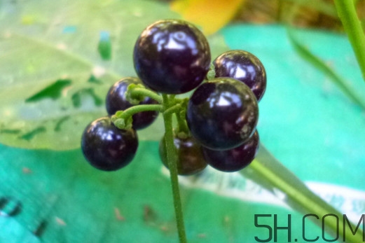 龙葵果可以泡酒吗,龙葵果泡白酒的方法