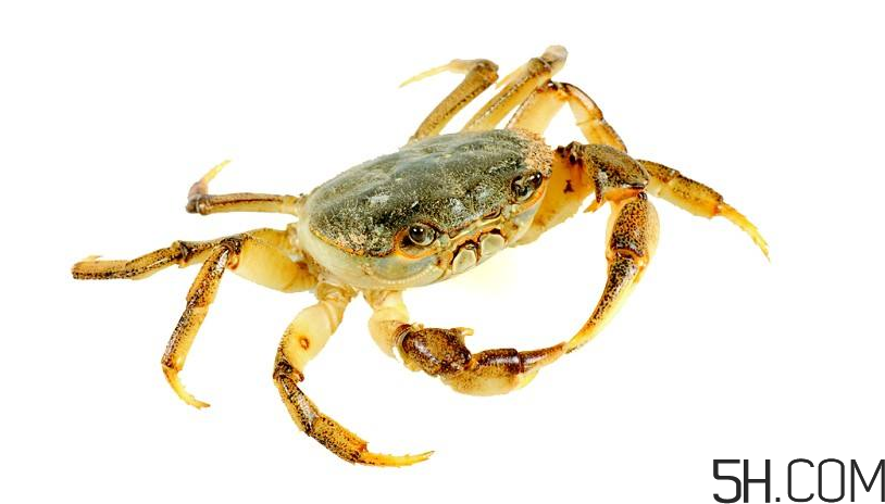 螃蟹的价格是多少钱一斤,螃蟹现在市场价格