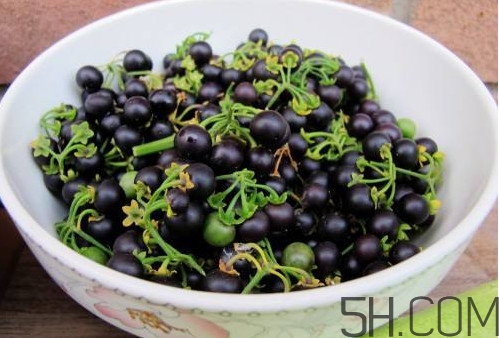 龙葵果的功效和作用治什么病呢?,龙葵果的功效和作用禁忌