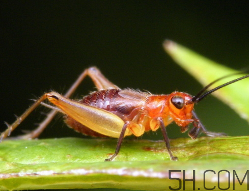 蟋蟀雌雄怎么辨别,雄蟋蟀和雌蟋蟀区别