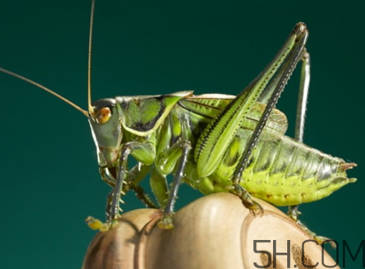 最贵的蛐蛐多少钱一只,蛐蛐多少钱一只