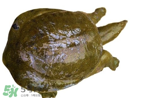 虫草可以炖鱼汤吗,水鱼炖虫草有什么功效