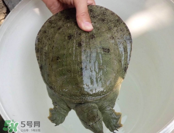 甲鱼是淡水鱼吗,甲鱼是淡水鱼还是海水鱼