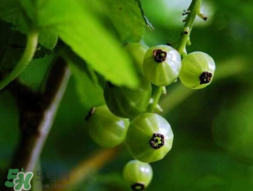 灯笼果怎么种植技术,灯笼果怎么种植