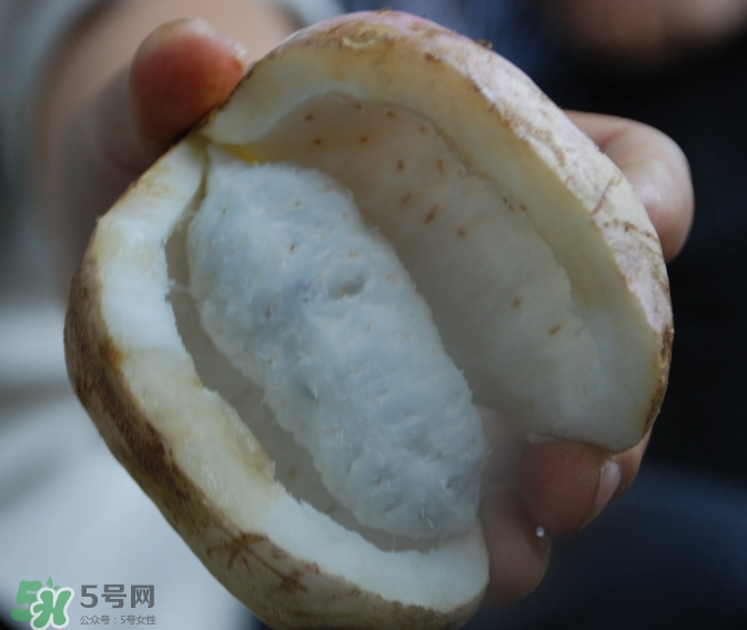 八月瓜的功效和作用治妇科炎症,八月瓜的功效和作用图片